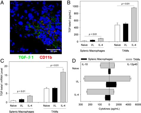 Pdf Tumor Associated Microglia Macrophages Enhance The Invasion Of