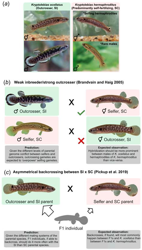 Genes Free Full Text Against The Odds Hybrid Zones Between