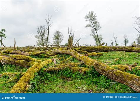 Fallen Trees In A Nature Reserve Stock Photo Image Of Clouds