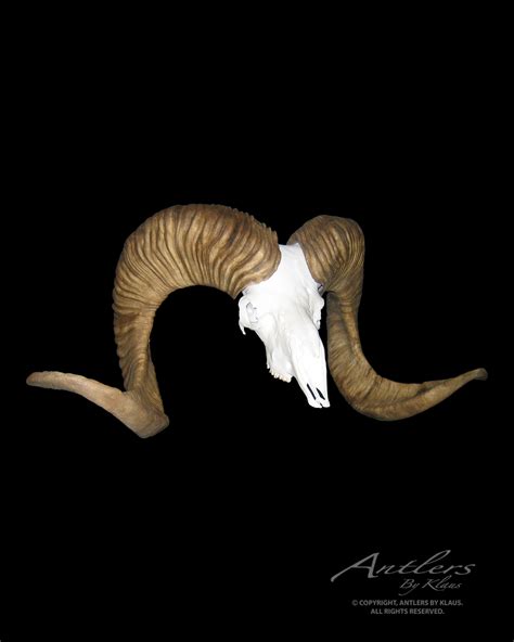 Kuntz Argali Sheep - Antlers by Klaus