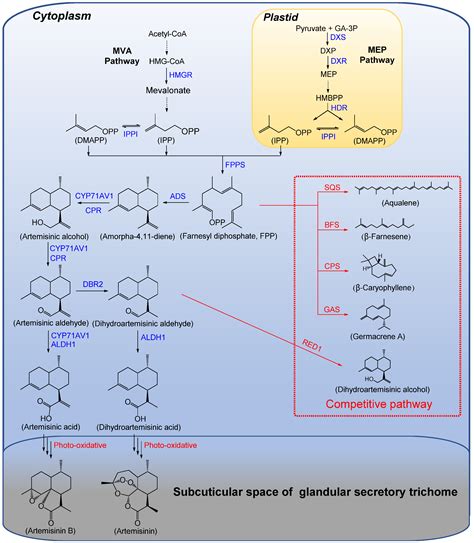 Molecules Free Full Text From Plant To Yeast—advances In