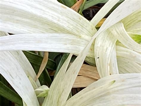 Nouveau feuillage d un blanc éclatant sur ma touffe de Liriope muscari