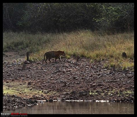 Tadoba Andhari Tiger Reserve - Rocking - Team-BHP