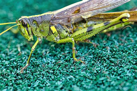 Grasshopper Kerry Menne Flickr