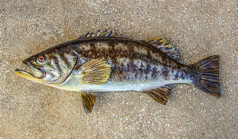 Calico Bass Freshwater