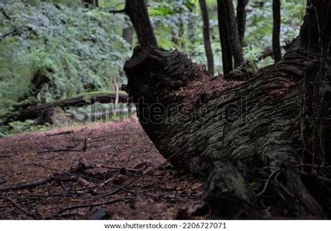 Big Old Tree Log Forest Stock Photo 2206727071 Shutterstock