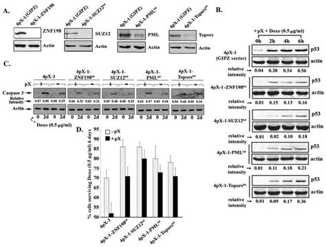 Proteins Znf198 And Suz12 Are Down Regulated In Hepatitis B Virus Hbv