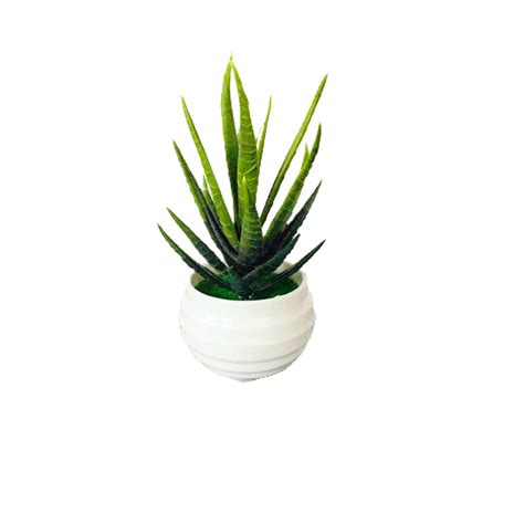 CGT Succulent Plant Shopee PH Blog Shop Online At Best Prices