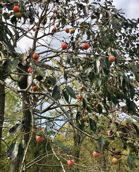 Wild Persimmon (#37) – FORREST PRITCHARD