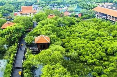 Wajah Baru Kebun Raya Mangrove Surabaya Wisata Alam Di Tepian Kota