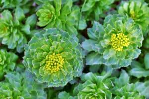 Rhodiola Bienfaits Utilisations Et Contre Indications