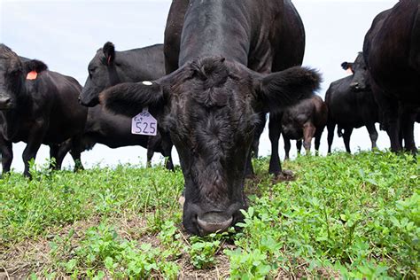 How Much Alfalfa To Feed A Beef Cow Beef Poster