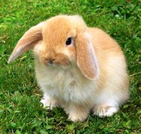 Memelihara Kelinci Kelinci Lop English Lop Holland Lop Dsb