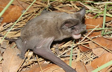 メキシコオヒキコウモリ Tadarida brasiliensis Picture Bird