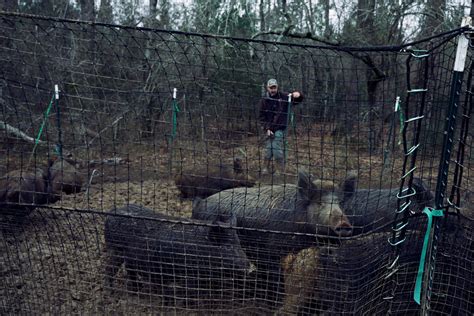 The Rural Blog: Hunting hasn't done much to eradicate feral hogs, but an ecologist's new trap ...