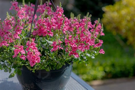 10 Diascia 'Twinspur' Garden Varieties | Horticulture.co.uk