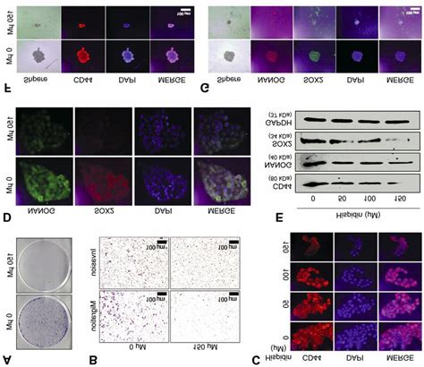 Inhibition Of Pancreatic Cancer Stem Like Properties By Hispidin