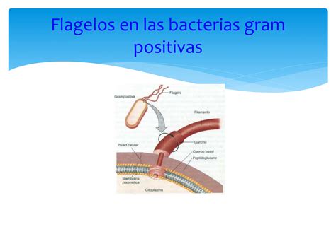 Anatomía Bacteriana Flagelos Y Mecanismo De Flagelo Ppt Descarga Gratuita