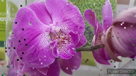 Орхидея Феррара Фото Описание Уход – Telegraph