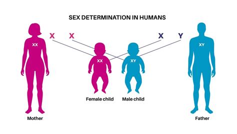 Premium Vector Sex Determination In Humans Male And Female Sperm And