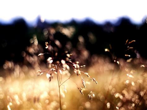 1149816 Sunlight Depth Of Field Night Nature Photography Branch