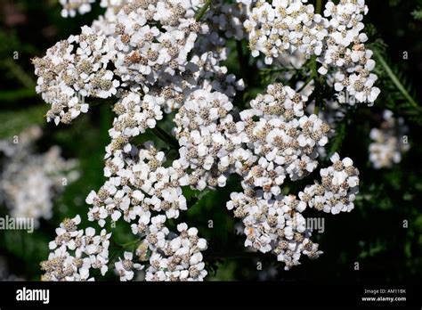 Floración Común Plantas Medicinales Milenrama Achillea Millefolium Millefolium Ssp