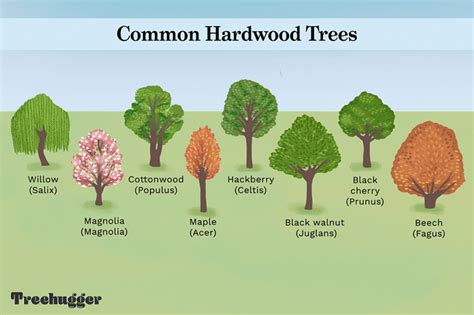 Identifying the Most Common Hardwood Trees