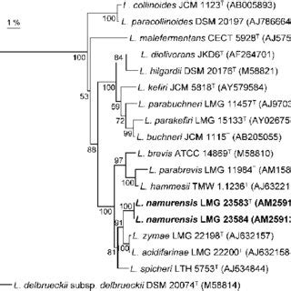 Phylogenetic Tree Derived From S Rrna Gene Sequence Analysis Showing