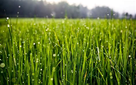 X Resolution Macro Grass Water Drops Nature Hd Wallpaper