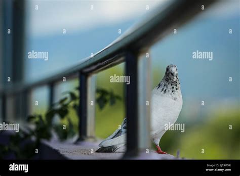 Kathmandu Bagmati Nepal August Common White Pigeon Blickt