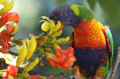 Rainbow Lorikeet Pet Birds Australian Birds Beautiful Birds
