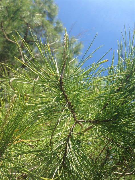 Sand Pine Spc Florida Plants Inaturalist