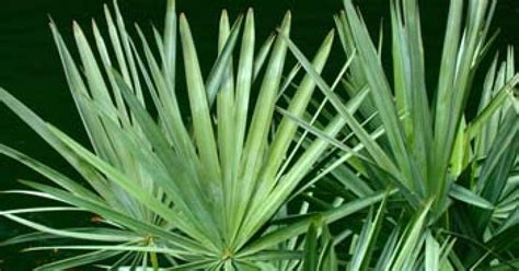 Saw Palmetto Berries, Serenoa repens - Top Quality Herbs & Tinctures