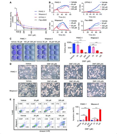 Dmf Inhibits Pancreatic Carcinoma Cell Proliferation And Induces Cell