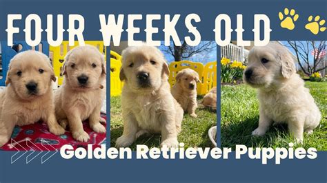 Week Old Golden Retriever Puppies Cutest Golden Retriever Puppies