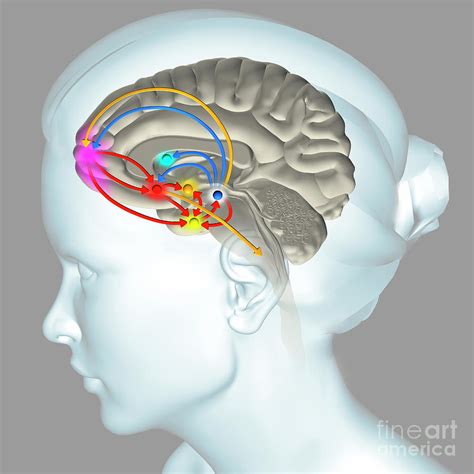 Brain Reward Pathway By Fernando Da Cunha Science Photo Library