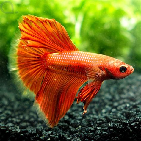 Kampffisch Halfmoon White Tips Betta Splendens 13 AquaPro2000