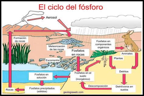 El Ciclo Del Fósforo O Ciclo Biogeoquímico Del Fósforo 🔁 P🌱