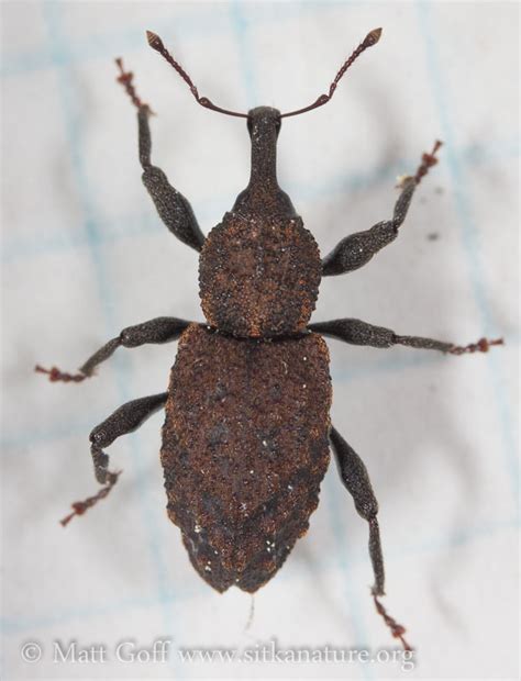 Conifer Seedling Weevil Steremnius Carinatus Sitka Nature