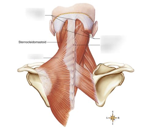 Anatomy Lab Practical One Diagram Three Diagram Quizlet