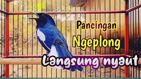 Pancingan Kacer Gacor Ngeplong Keras Sekali Dengar Kacer Apapun