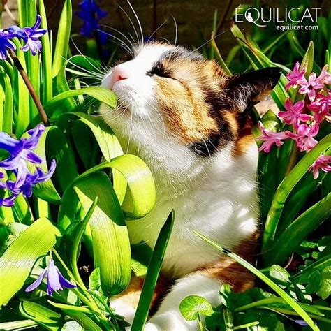 Aliments Et Plantes Toxiques Pour Le Chat Plantes Toxiques Chat