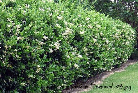 Ligustrum japonica texanum Fast Growing Privacy Shrubs, Shrubs For ...