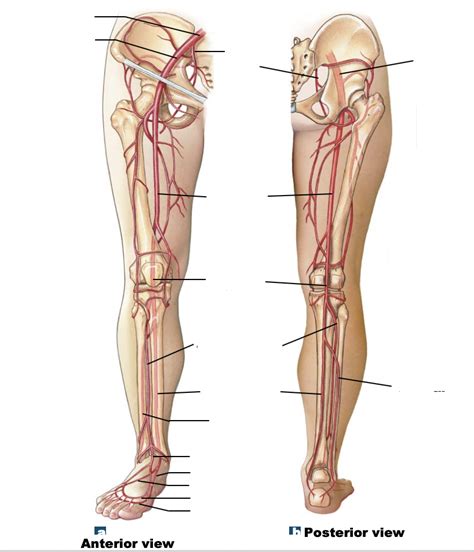 Major Arteries Of The Lower Limb Diagram Quizlet