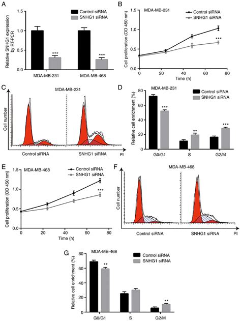 SNHG1 Knockdown Inhibits The Cell Proliferation And Alters Cell Cycle