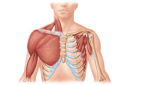 Muscles Of The Thorax And Shoulder Acting On The Scapula And Arm Anterior View Diagram Quizlet