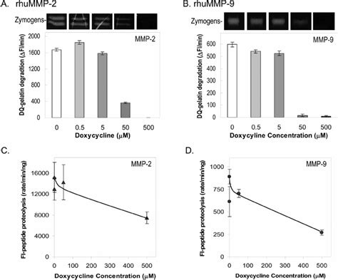 Effects Of Doxycycline On The Enzymatic Activities Of Mmp 2 And Mmp 9 Download Scientific Diagram