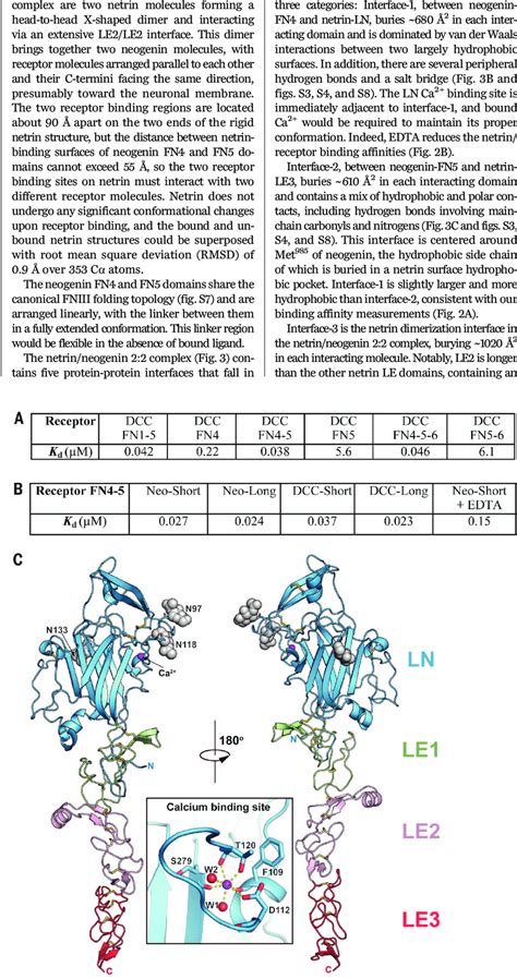 Structure And Receptor Binding Affinity Of The Netrin 1 LN LE Region