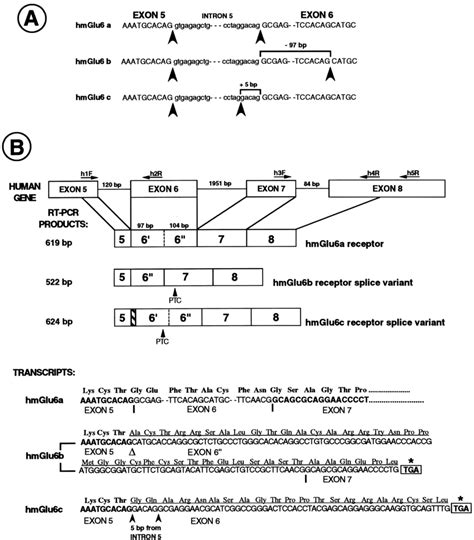 A Representation Of The Intron Exon Boundaries Involved In The