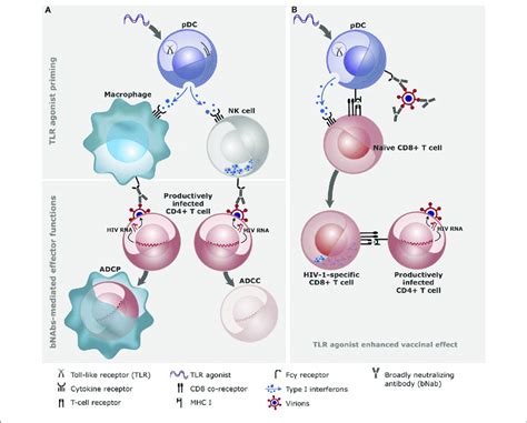 A Conceptual Illustration Of The Effects Of Toll Like Receptor Tlr